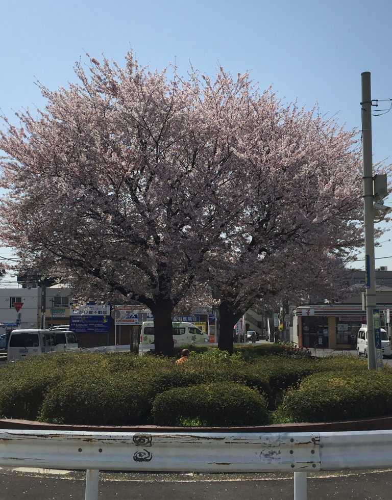 桜ヶ丘駅前の桜